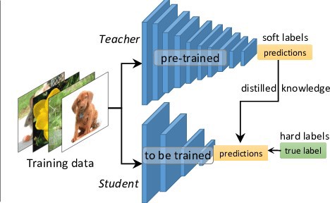 Knowledge Distillation